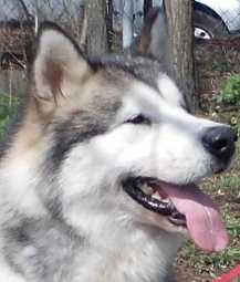 JCH/CH.PL BROOKS RANGE Huk Amarok