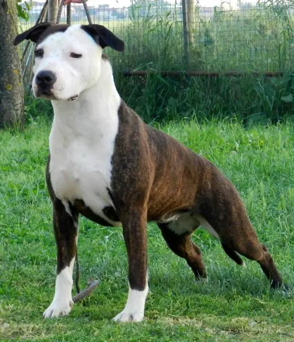 Moon Rock Landi's One Love