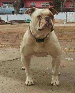 Fierro Bullies Loka