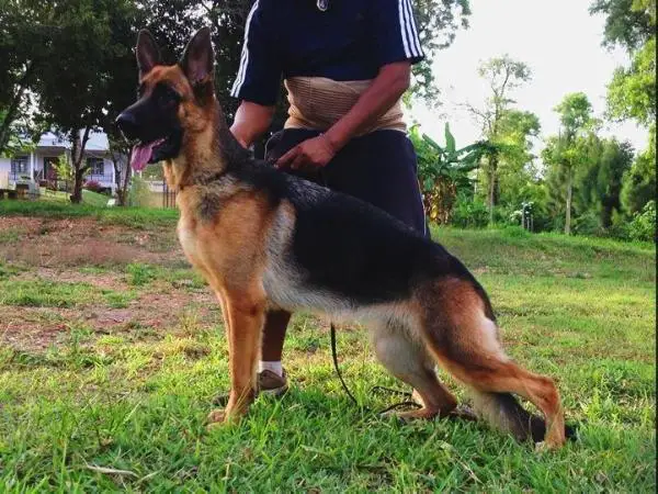 Zoey von den zwei Steinen