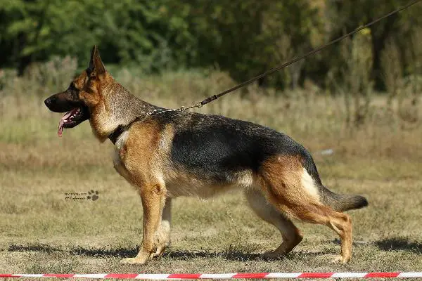 V(KZ)CH KAZ, CH RUS, CH KG Madera Strong Stone