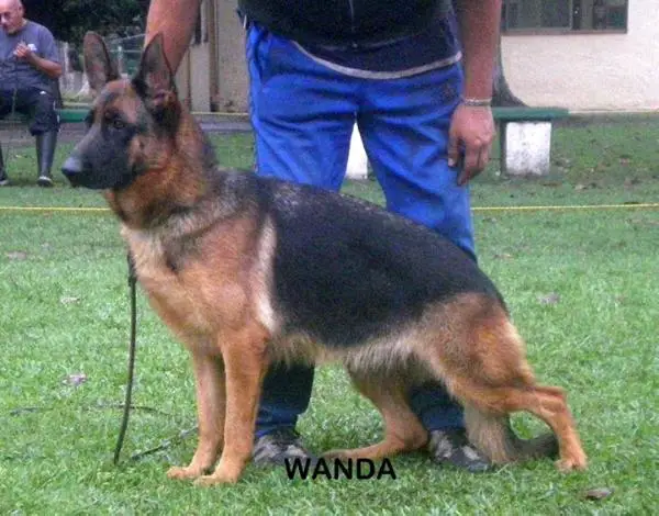 Wanda  de la isla grande