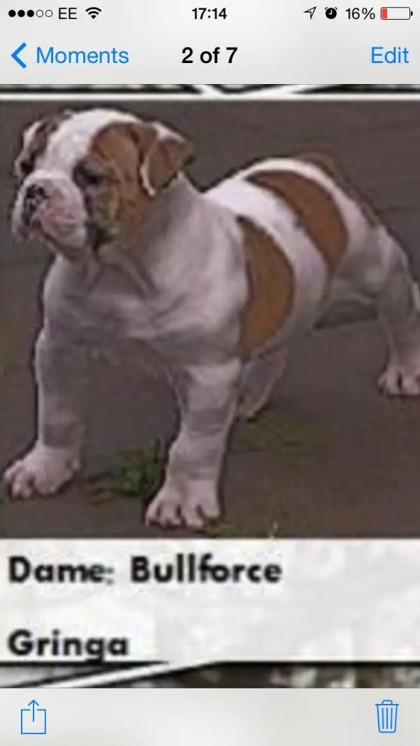 Bullforce gringa