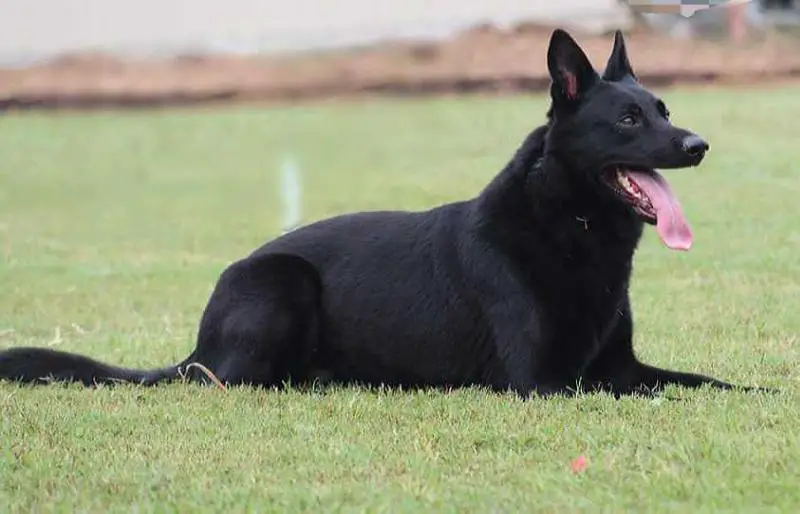 Ciro z Kraje Karla IV