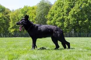 Lucca van de Blackheide