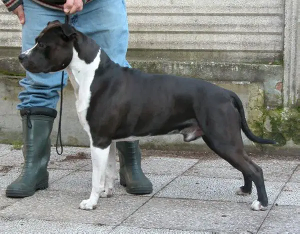 CH Lobotown Black Diamond