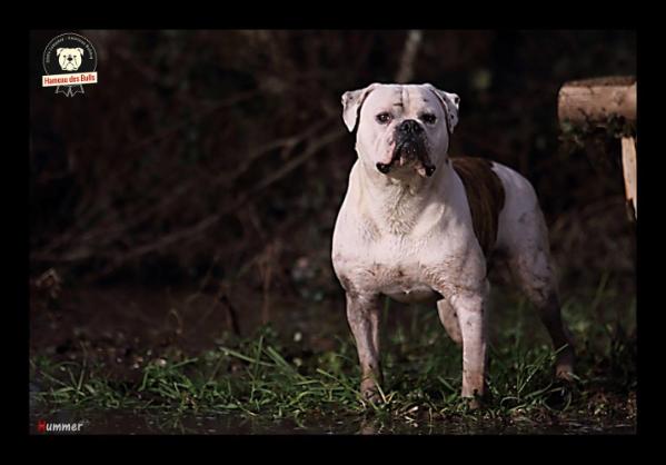 GRAND CHAMPION ABNA Bulldog City's Heart of Gold aka Hummer of HDB