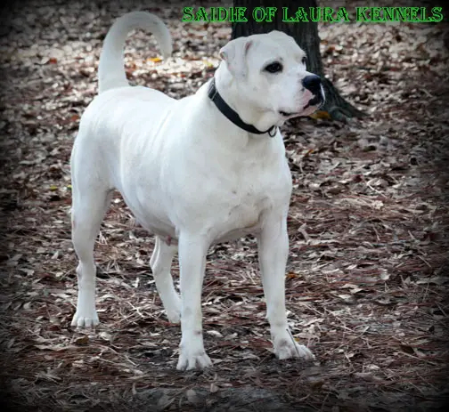 Laura's Daddy's OL Fashion Girl