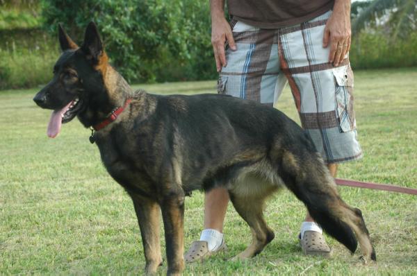 Pasha donanfer vom Marques