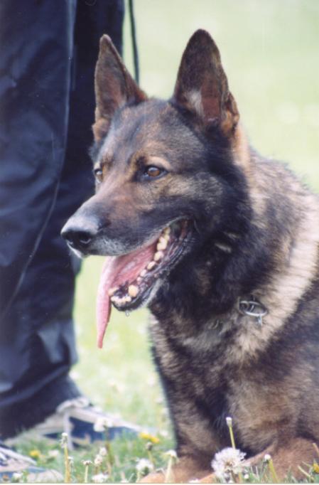 Wilko vom Körbelbach