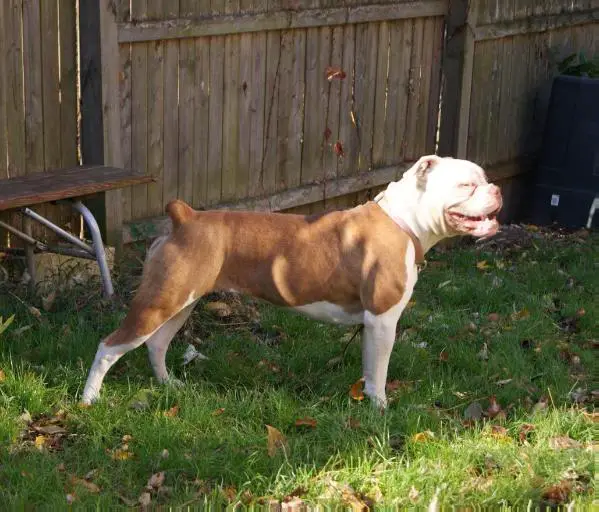 Picture Perfect of Steel Curtain