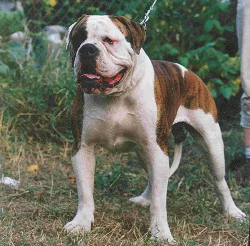 CH RUS Haus Stessi Leon Danilovich