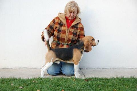 Flying Eagle Catulus