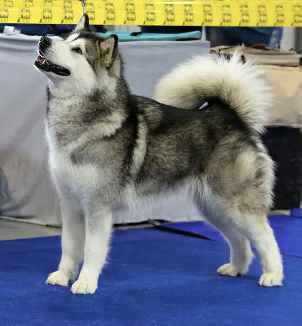 WJW, GCH CZ, CH CZ Adore Princess Arctic Storm