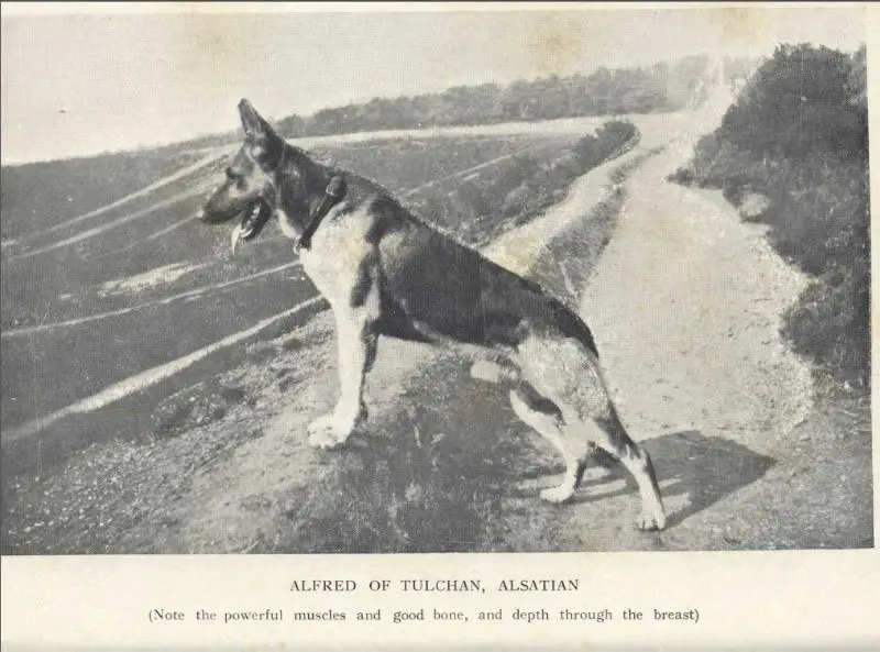 CH (UK) Alfred of Tulchan