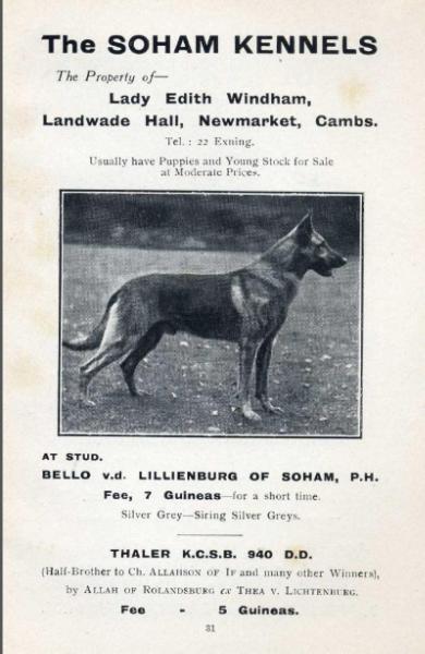 Bello von der Lilienburg of Soham