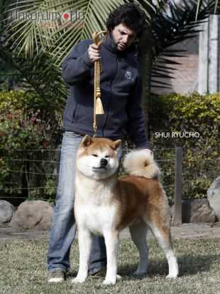 MBISS BR GCH, PAN/AR CH, BR JCH Shui Ryucho Go Of Fighting Dog