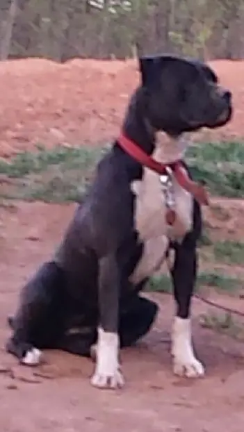 Bull City Kennel's Jasmine