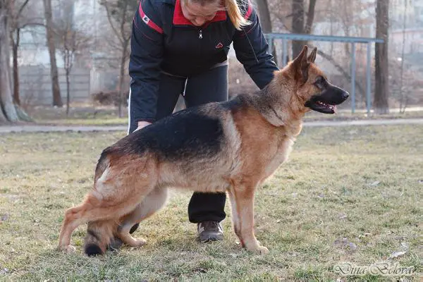 V - UA Star Winner Agatha