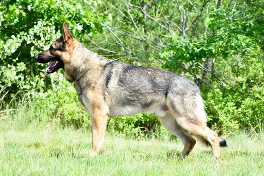 Knick Von Der Ransch-Vincent