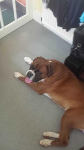 Eden Acres Yorkshire Boy