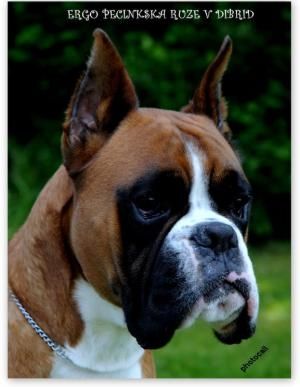 Ergo Pecinkska Ruze Von Dibrid (Imp Cze)