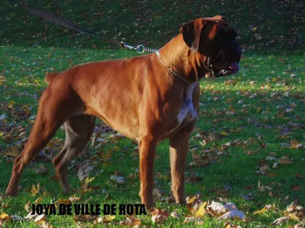 Joya De Villa De Rota