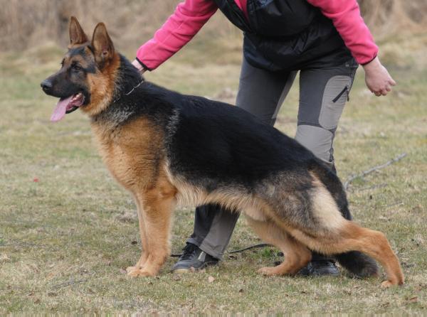 Warrior Ro-Kop Bohemia