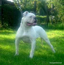 Vee Eight's Fleet Special Savoy