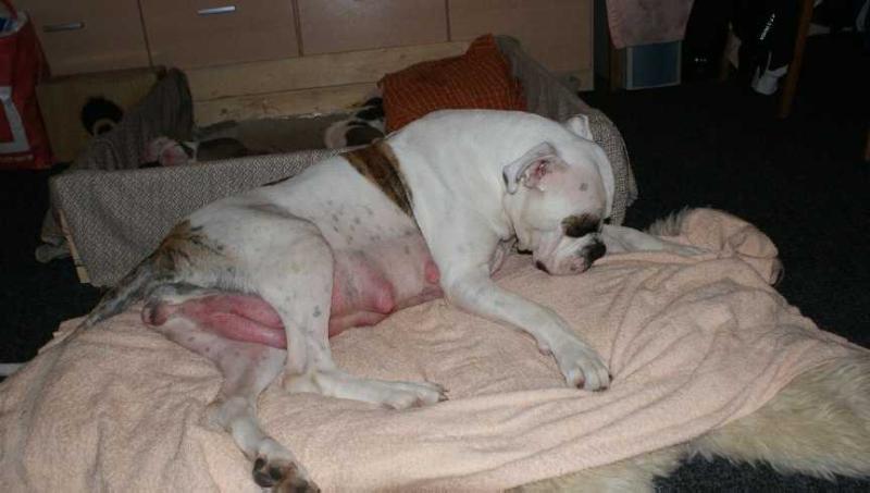 Double Peeters' Blue of V8