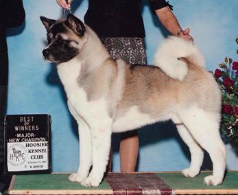 AKC CH Namika's Stone Cold Independence