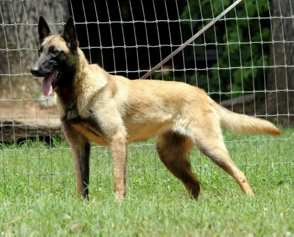 Venus Chien Policier