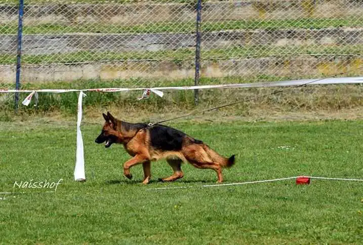 Sena von Panoniansee