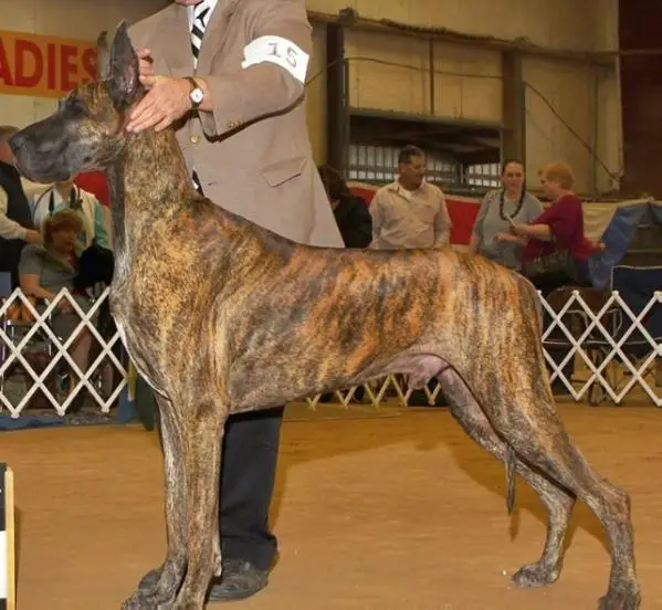 GCH CH Ruby's Jewel of Honor