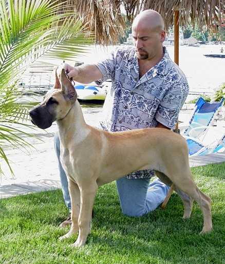 CH Maitau's Eye Catcher