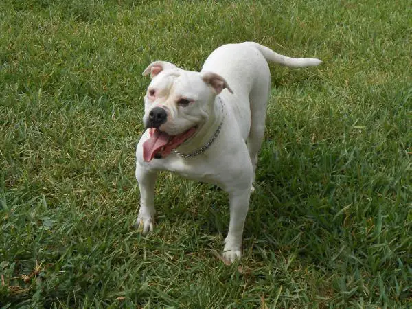 IronHouse's Bianca