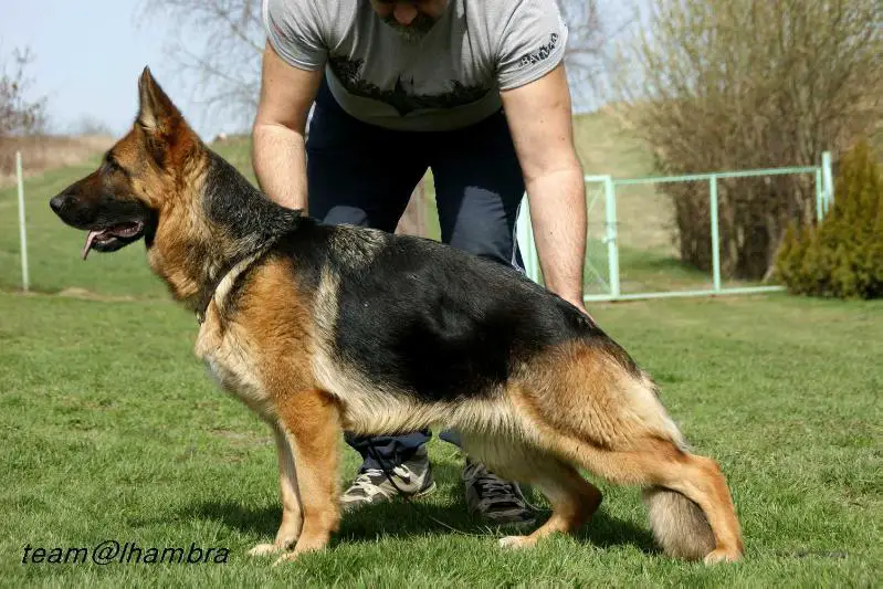 Mł Ch Pl, Ch Pl KIMI vom TeamAlhambra