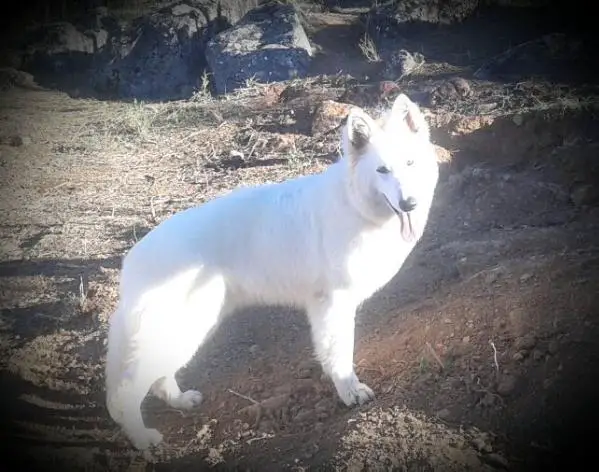 Kyra de Reyes del Endrinal