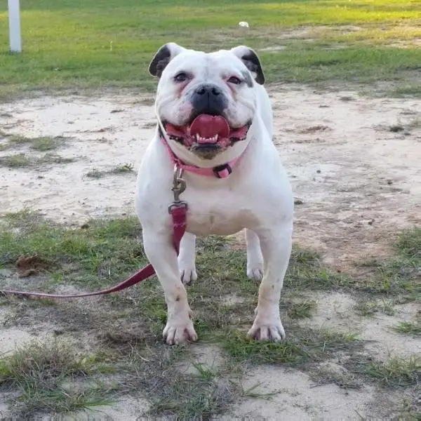 Magnificent's Skyfall of EHAB