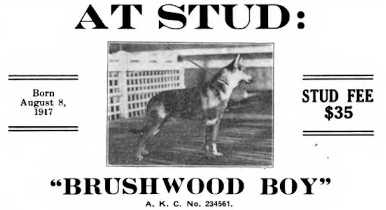 CH Brushwood Boy