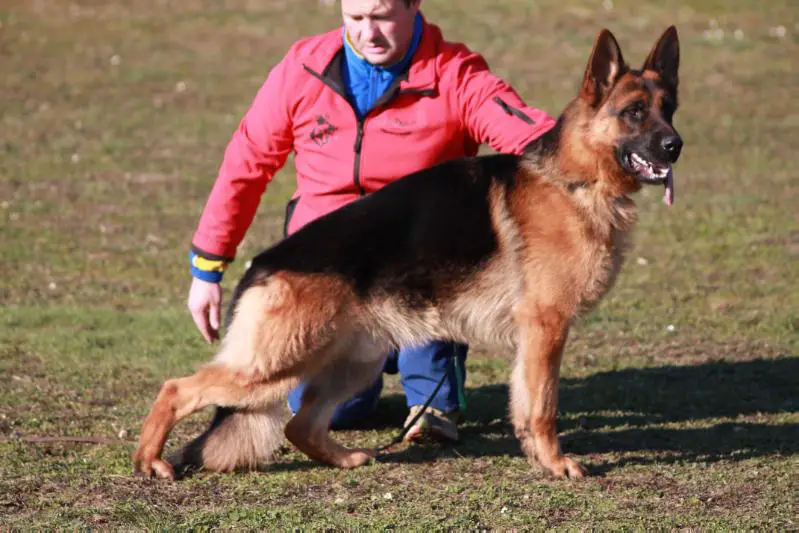 SG Ohnezahn vom Adelschlag