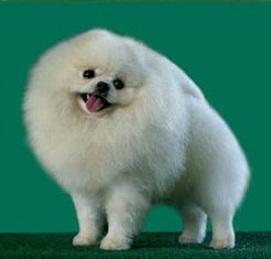 ROC CH Taiwan Bai Fu of Chiao Li Ya
