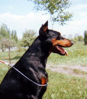 Yumona Diamant