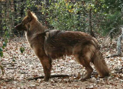 Loujuan I'M Still Standing