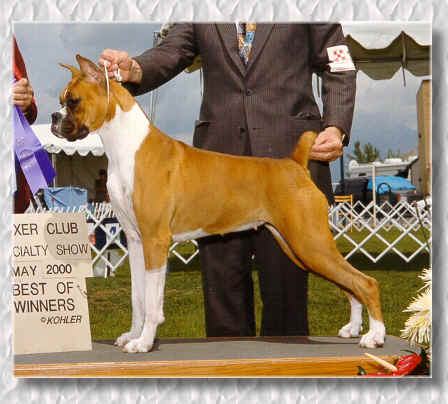 Champion Denbars Millennial Calendar Girl