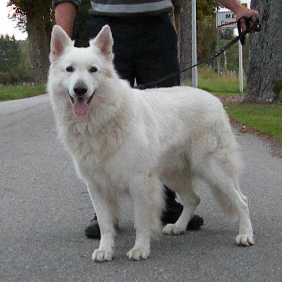 Daimon du Flocon