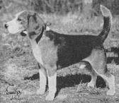 Am/Can CH Altopa Atom