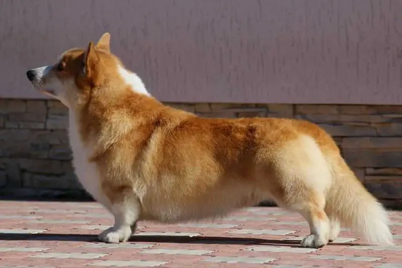 JCH.BLR/RUS,CH.MULT EBELIKS z PIASHCHOTNAI ZORKI