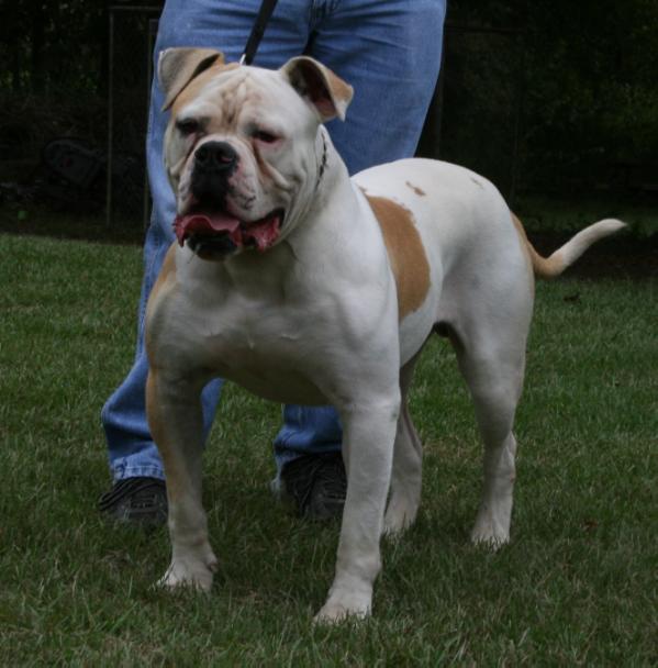Red Oaks Dick The Bruiser