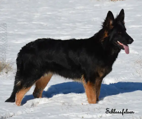 Oakley vom Schlossfelsen